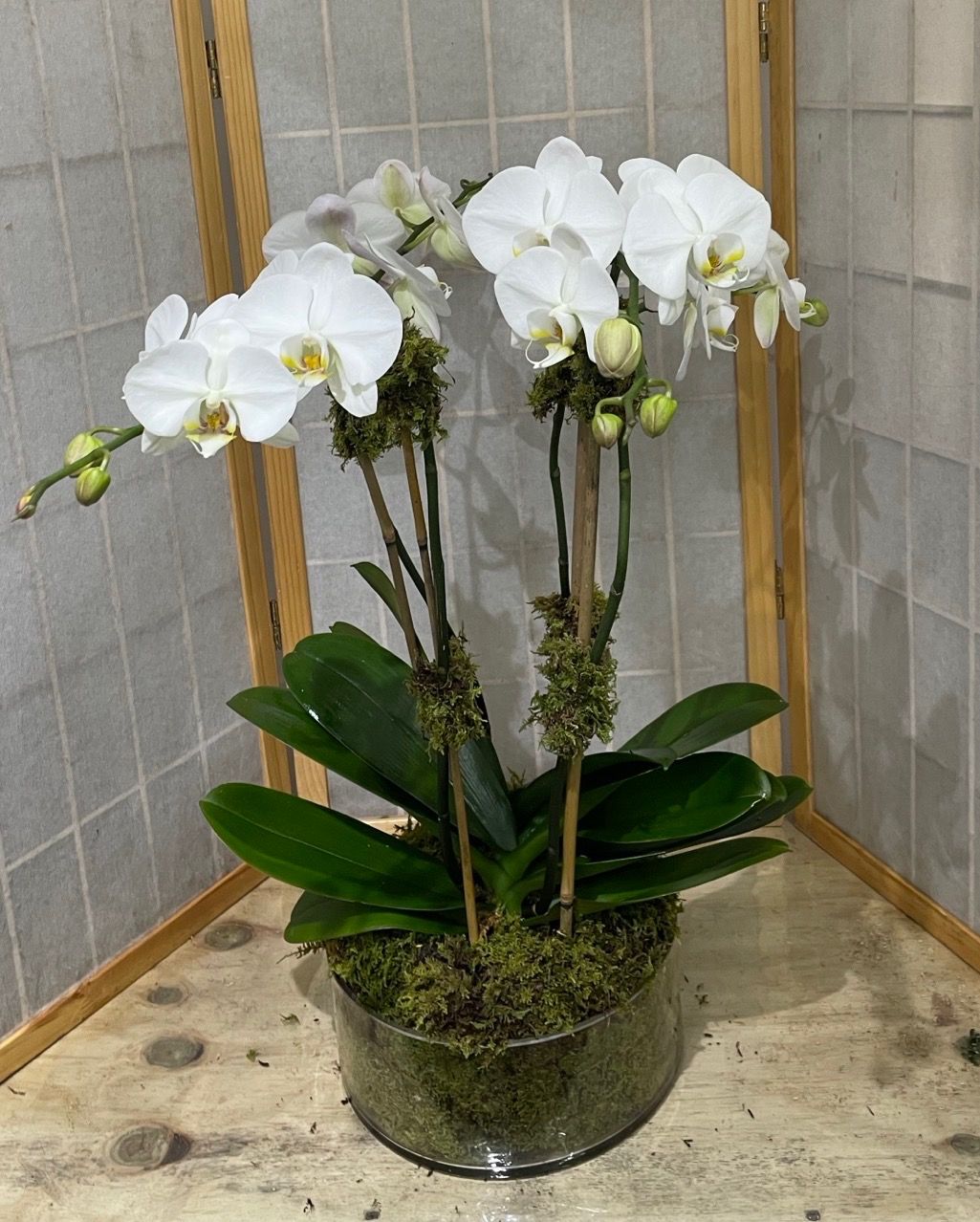 Orchids in Glass