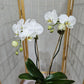 Orchid in White Pot