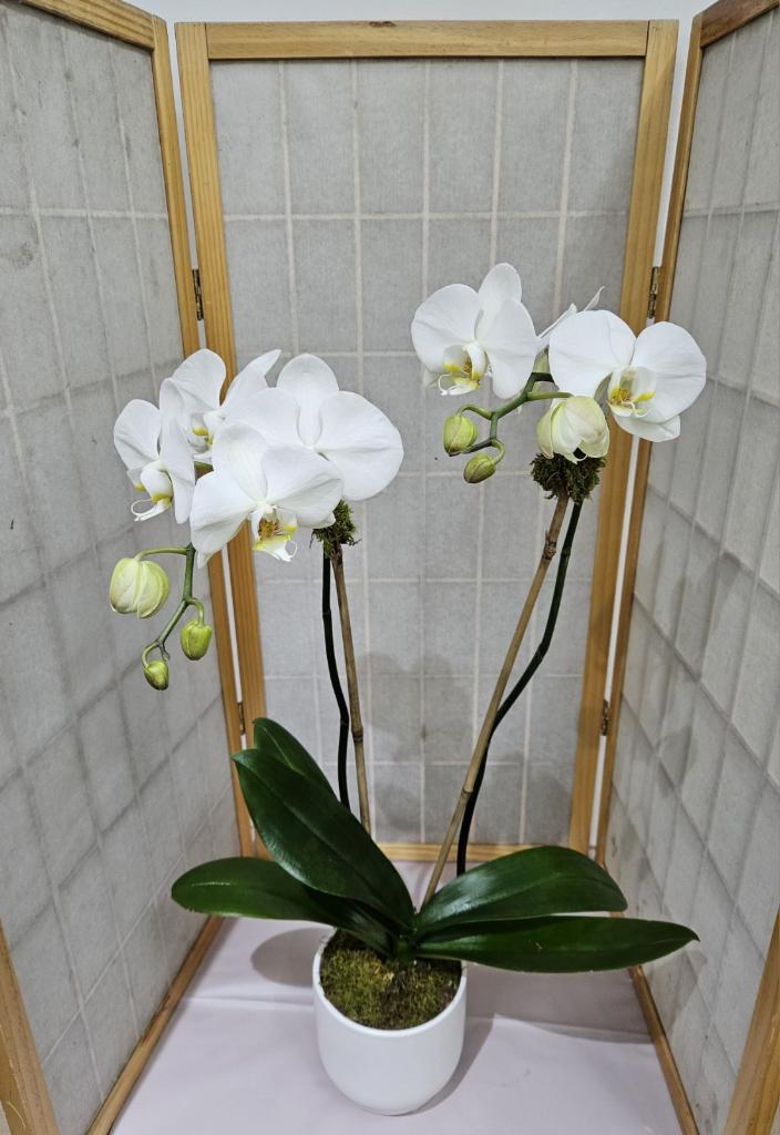 Orchid in White Pot