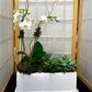 Mini Orchid and Succulent Garden - E2