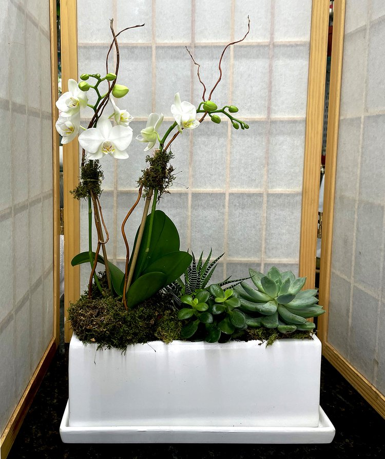 Mini Orchid and Succulent Garden - E2