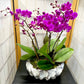 Mini Purple Orchids - E3