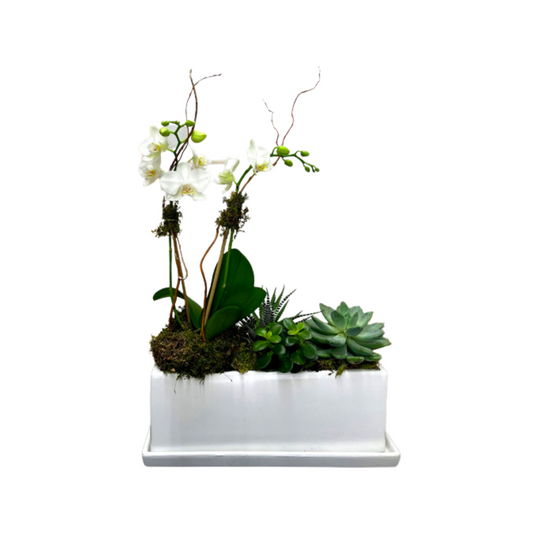 Mini Orchid and Succulent Garden - E2