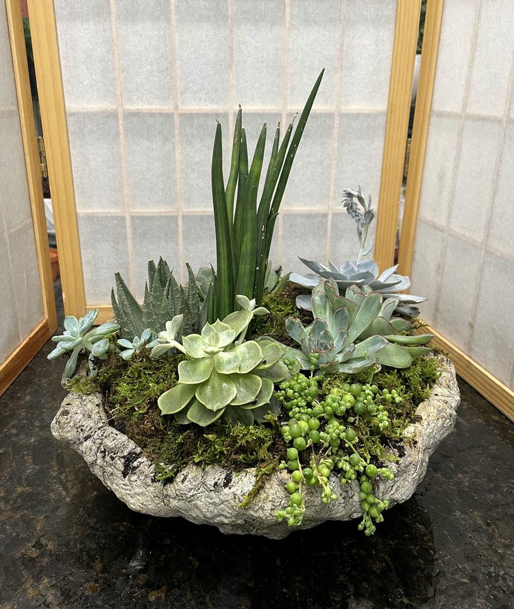 Succulent Garden - OR8