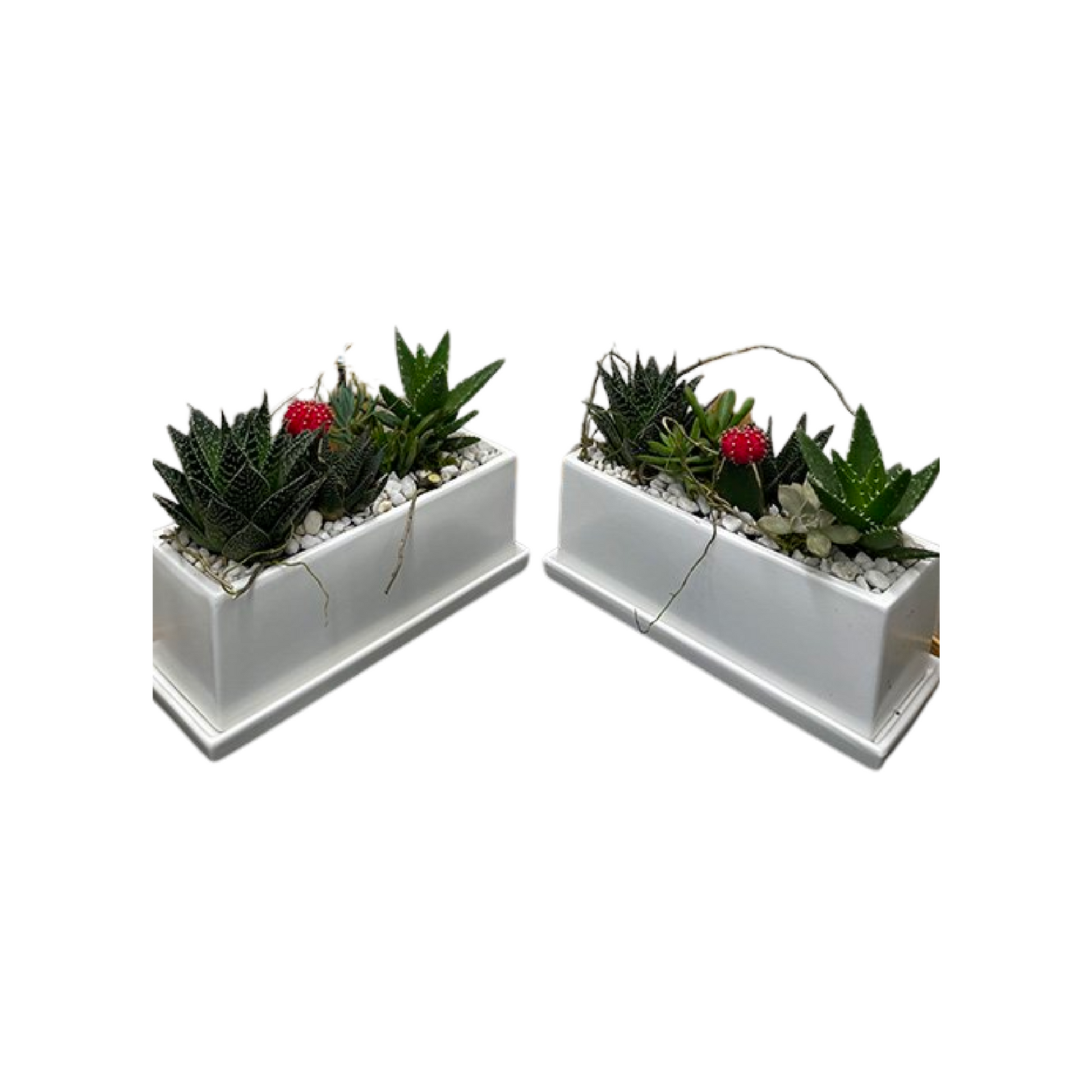 oasis succulents Desert Oasis