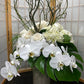 Alabaster Sophistication - D7
