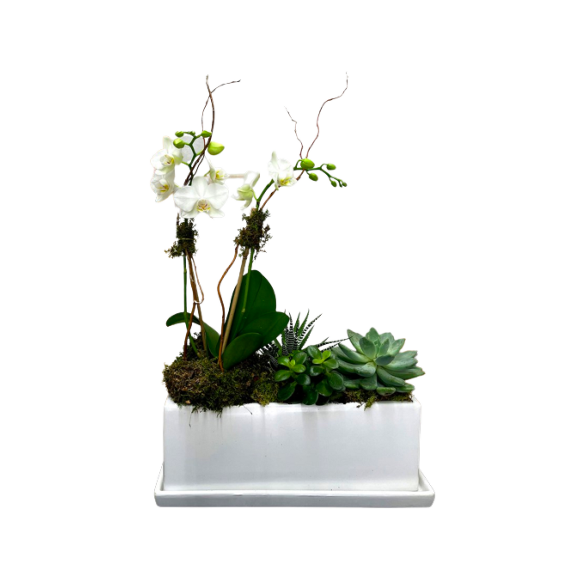 succulent delivery brooklyn Mini Orchid and Succulent Garden – HYBRID FLORIST