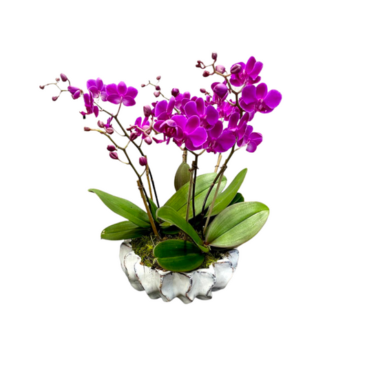 Mini Purple Orchids - E3