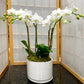 Mini Orchid in White Pot