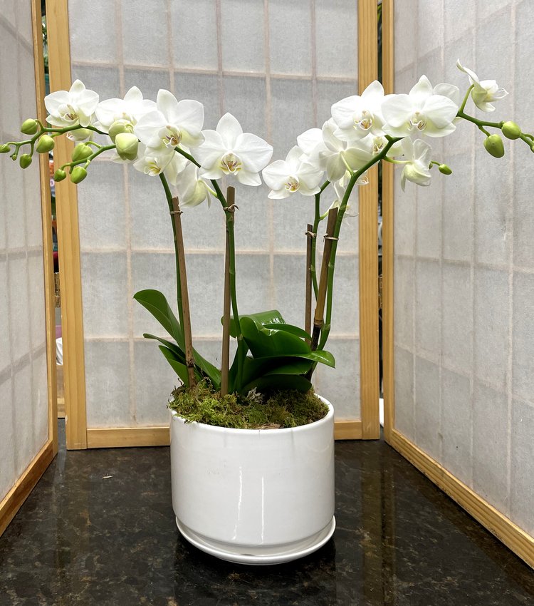 Potted White Orchids 850x750 Mini Orchid in White Pot – HYBRID FLORIST