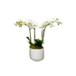 Mini Orchid in White Pot