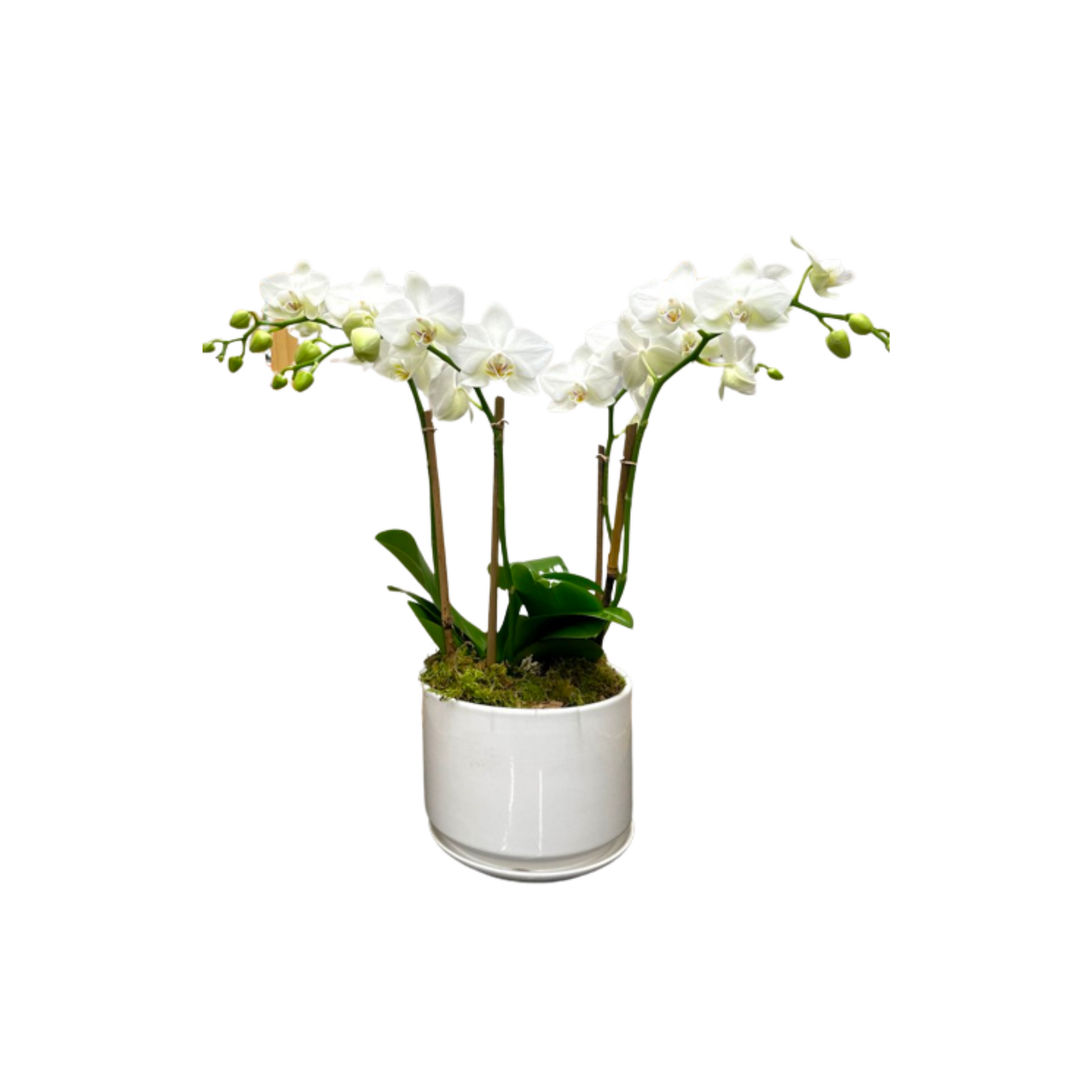 mini white plant pots Mini Orchid in White Pot – HYBRID FLORIST