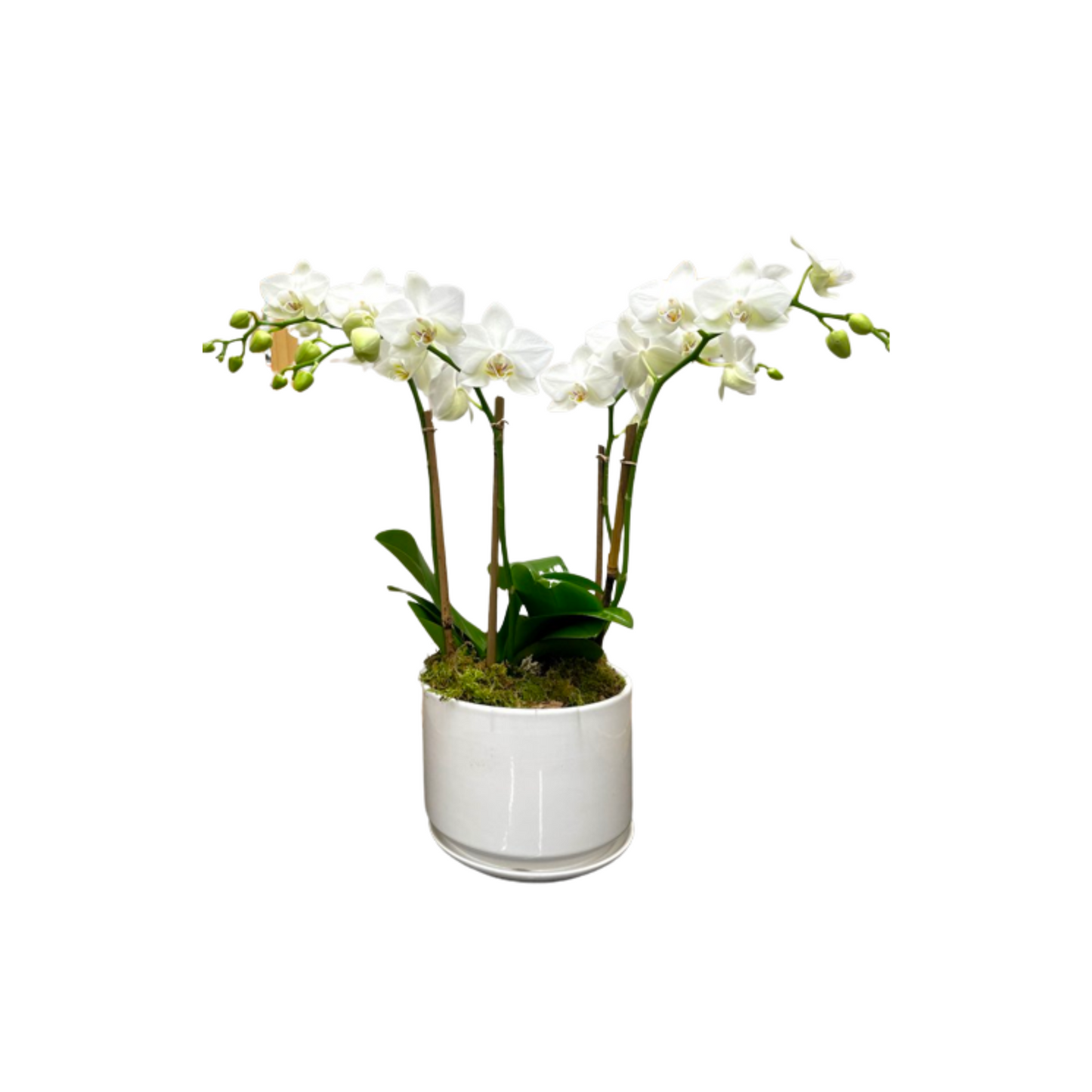 Mini Orchid in White Pot