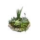 Succulent Garden - OR8