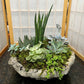 Succulent Garden - OR8