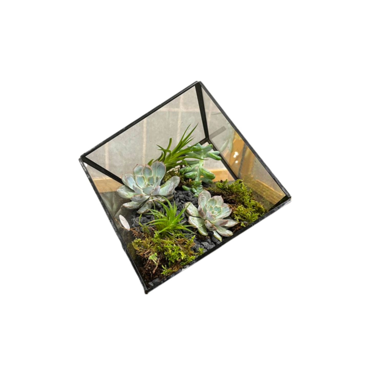 succulent word Succulent